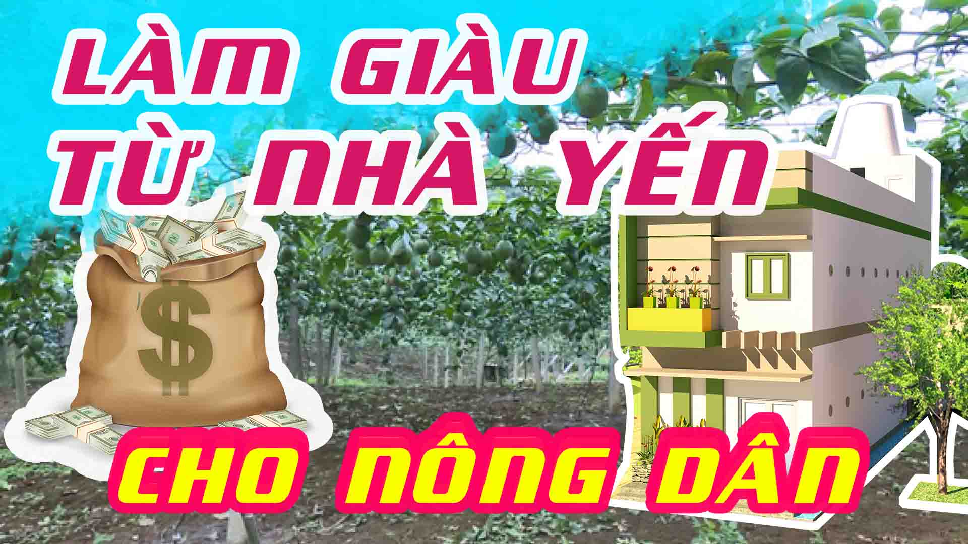 LÀM GIÀU TỪ NHÀ YẾN CHO BÀ CON NÔNG DÂN