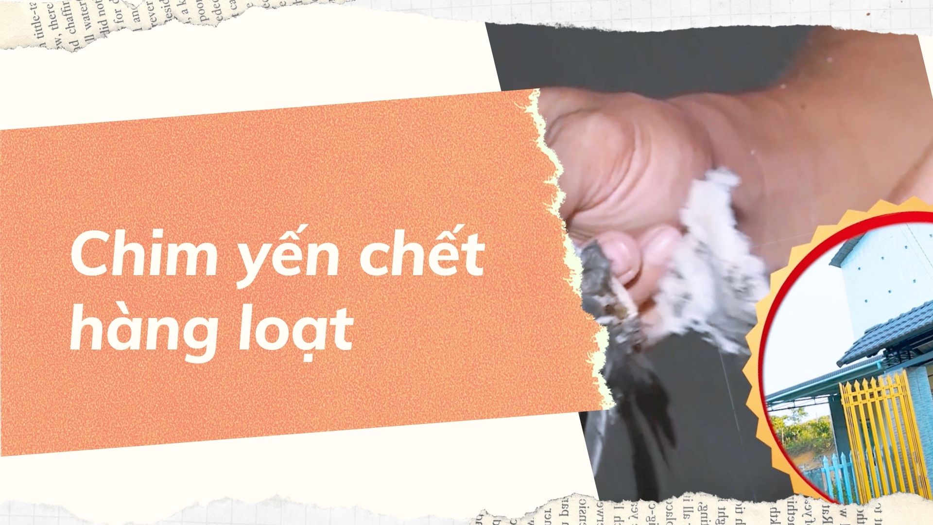 CHIM YẾN CHẾT HÀNG LOẠT