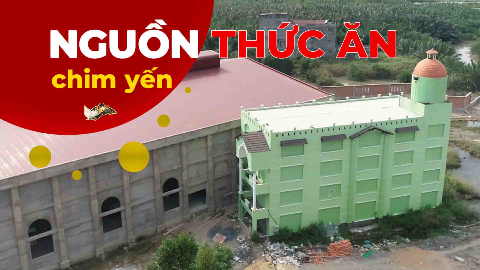 NHỮNG ĐIỀU KINH NGẠC VỀ NGUỒN THỨC ĂN CỦA CHIM YẾN