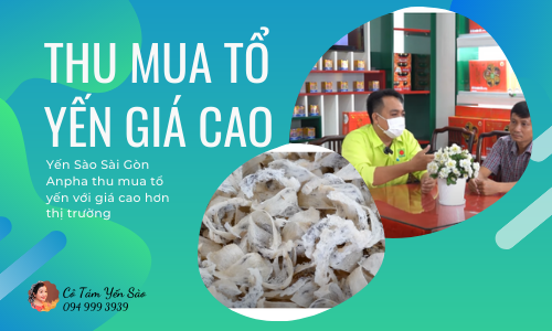 THU MUA TỔ YẾN GIÁ CAO KHÔNG PHÂN LOẠI CHẤT LƯỢNG TỔ YẾN