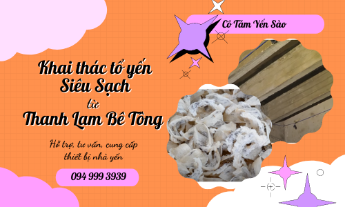 KHAI THÁC TỔ YẾN SIÊU SẠCH TỪ THANH LAM BÊ TÔNG