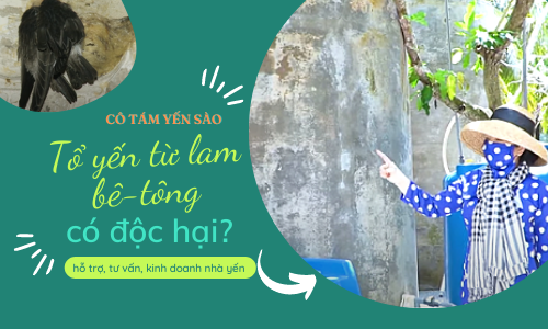 TỔ YẾN TỪ THANH LAM BÊ-TÔNG CÓ ĐỘC HẠI?