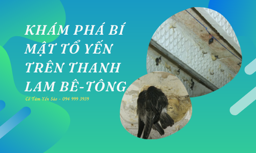 KHÁM PHÁ BÍ MẬT TỔ YẾN TRÊN THANH LAM BÊ-TÔNG