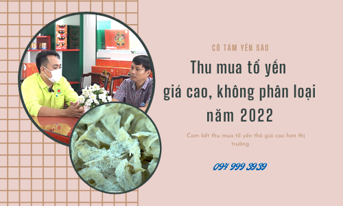 THU MUA TỔ YẾN GIÁ CAO, KHÔNG PHÂN LOẠI NĂM 2022