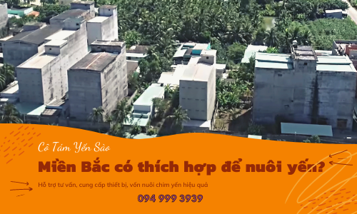 MIỀN BẮC CÓ PHÙ HỢP ĐỂ NUÔI YẾN?