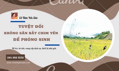 TUYỆT ĐỐI KHÔNG SĂN BẮT CHIM YẾN ĐỂ PHÓNG SINH