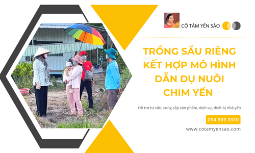 TRỒNG SẦU RIÊNG KẾT HỢP MÔ HÌNH DẪN DỤ NUÔI CHIM YẾN