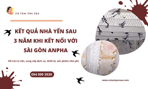 KẾT QUẢ nhà yến sau 3 năm - khi kết nối với Sài Gòn Anpha