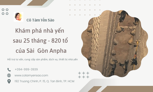 Khám phá nhà yến sau 25 tháng - 820 tổ của Sài Gòn Anpha