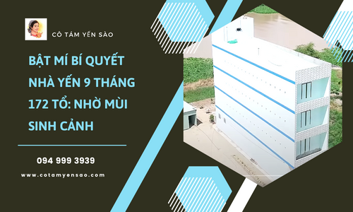 Bật mí Bí quyết Nhà yến 9 tháng 172 Tổ: Nhờ MÙI SINH CẢNH