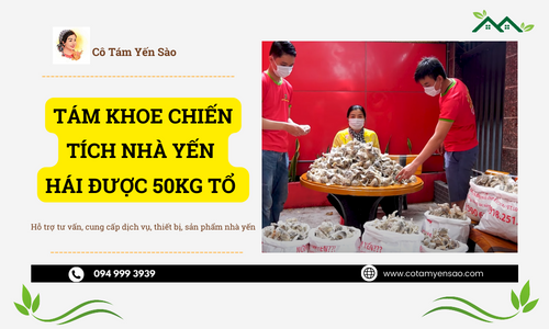 Tám “KHOE” CHIẾN TÍCH nhà yến hái được 50kg tổ