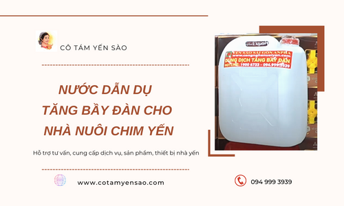 Nước dẫn dụ tăng bầy đàn cho nhà nuôi chim yến