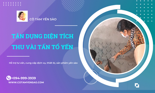 TẬN DỤNG DIỆN TÍCH THU VÀI TẤN TỔ YẾN