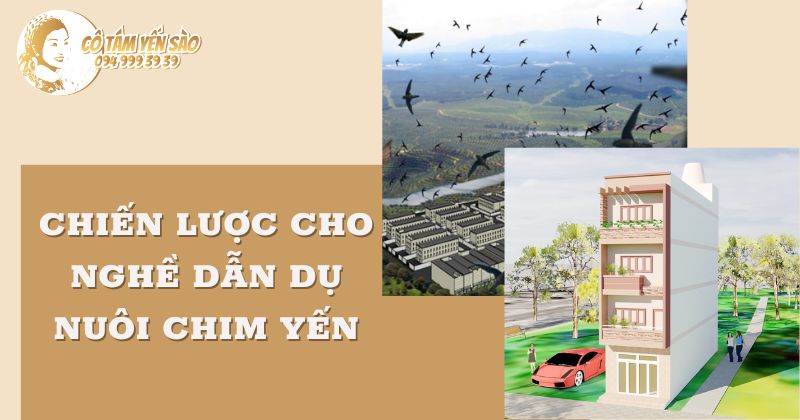 CHIẾN LƯỢC CHO NGHỀ DẪN DỤ NUÔI CHIM YẾN