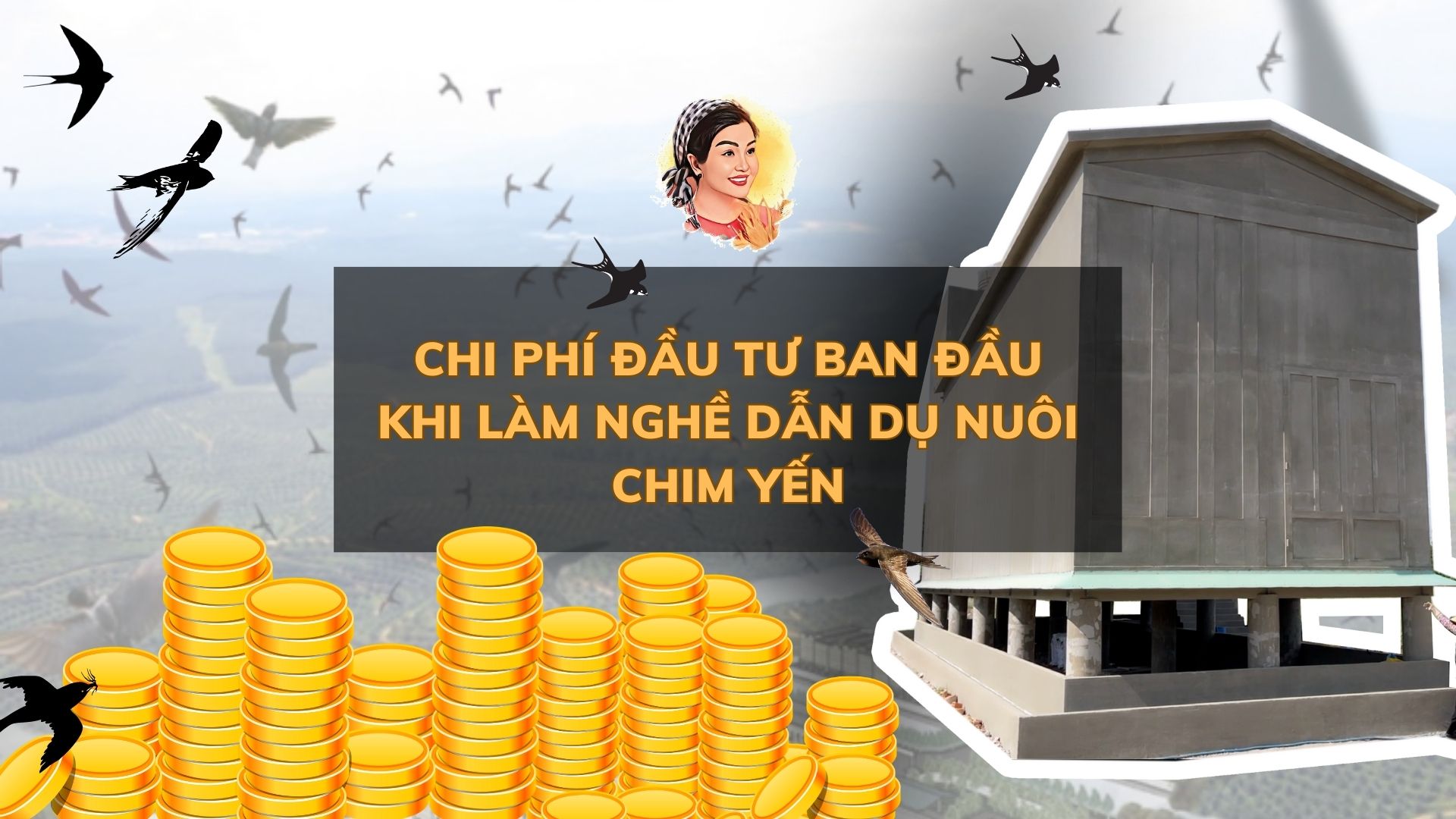 CHI PHÍ ĐẦU TƯ BAN ĐẦU KHI LÀM NGHỀ DẪN DỤ NUÔI CHIM YẾN