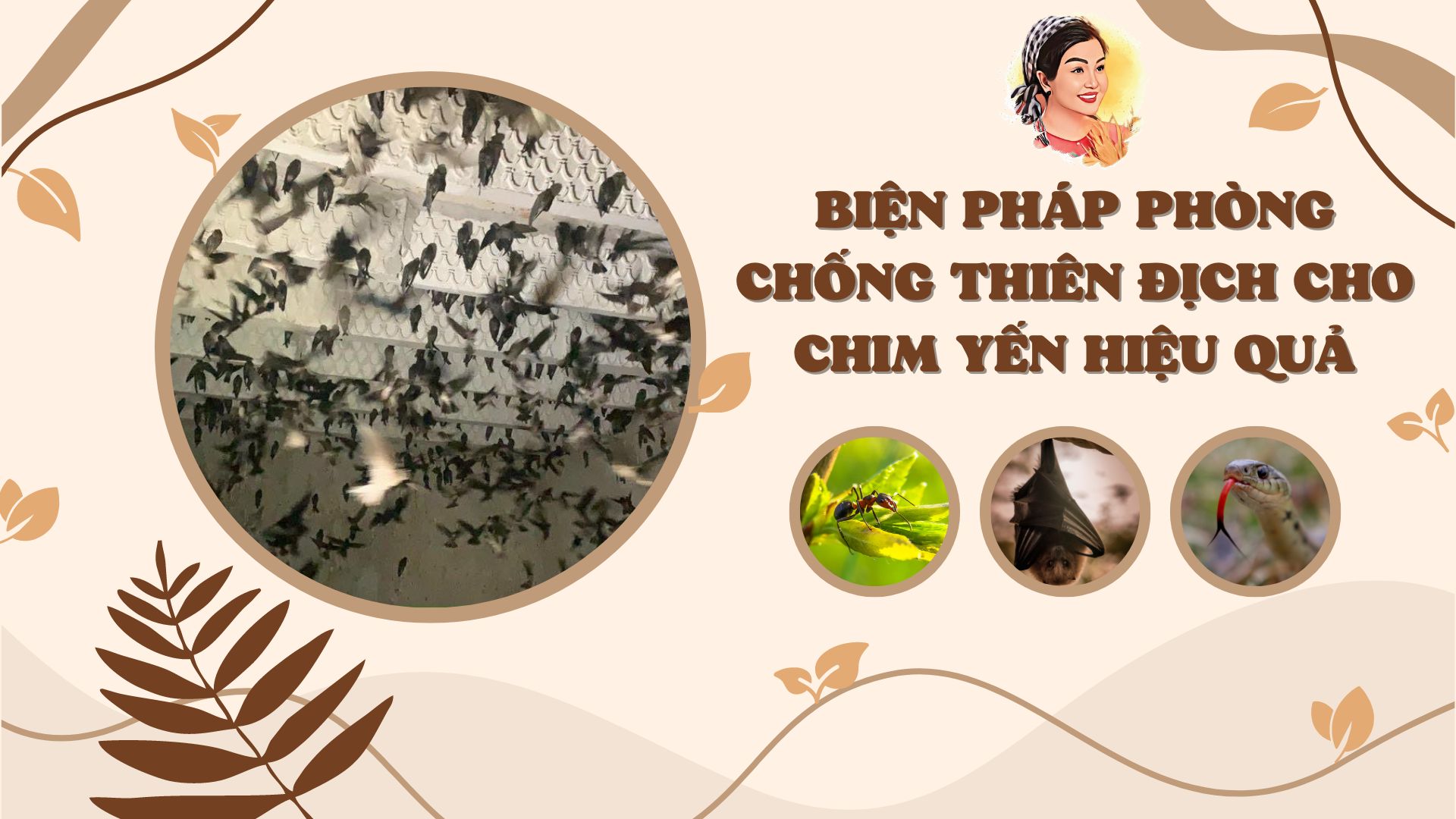 BIỆN PHÁP PHÒNG CHỐNG THIÊN ĐỊCH CHO CHIM YẾN HIỆU QUẢ