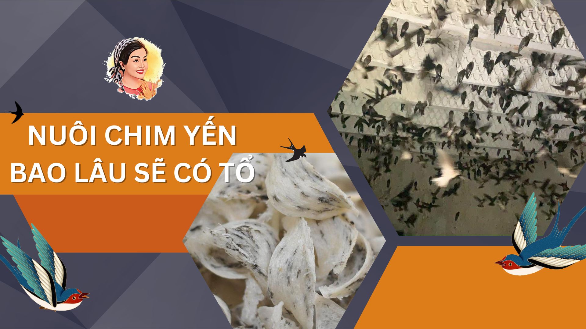 NUÔI CHIM YẾN BAO LÂU SẼ CÓ TỔ