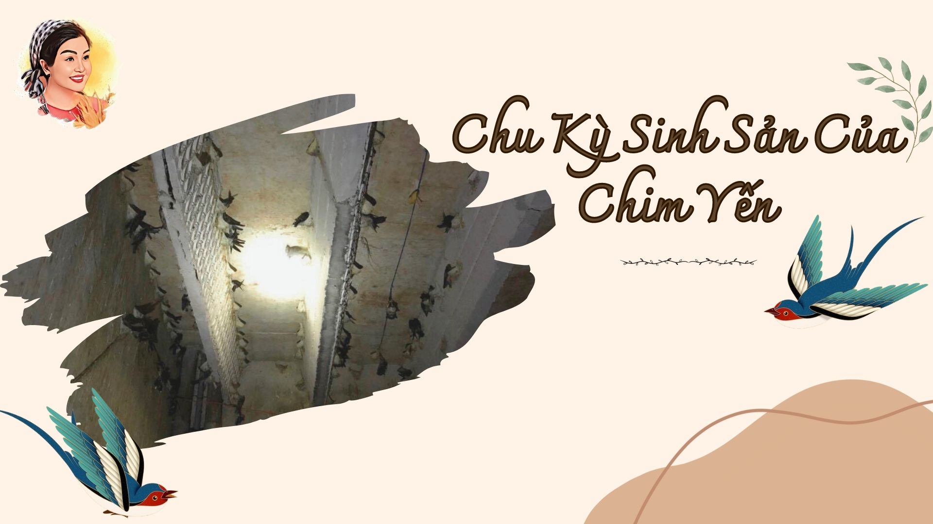 CHU KỲ SINH SẢN CỦA CHIM YẾN