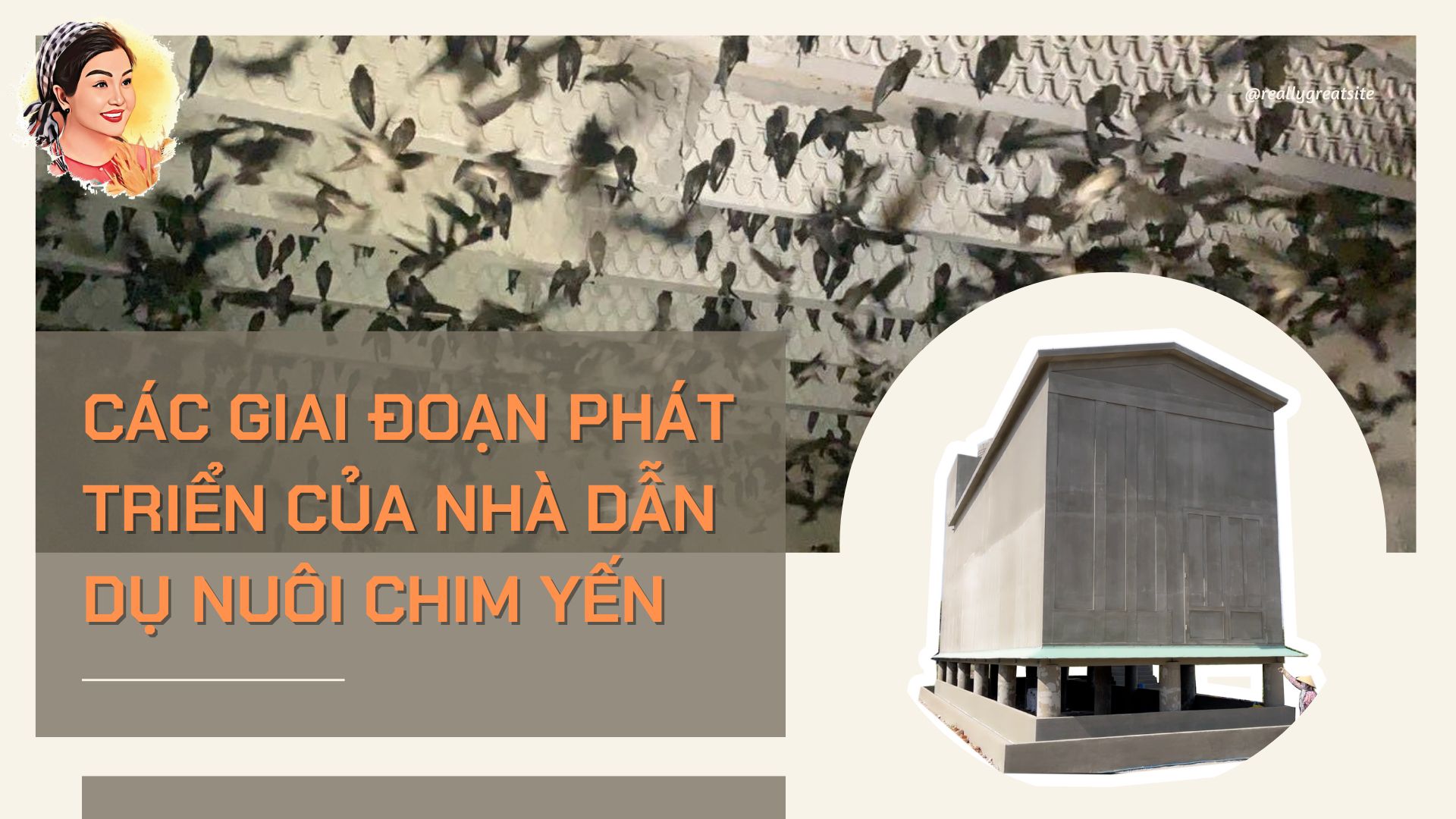 CÁC GIAI ĐOẠN PHÁT TRIỂN CỦA NHÀ DẪN DỤ NUÔI CHIM YẾN