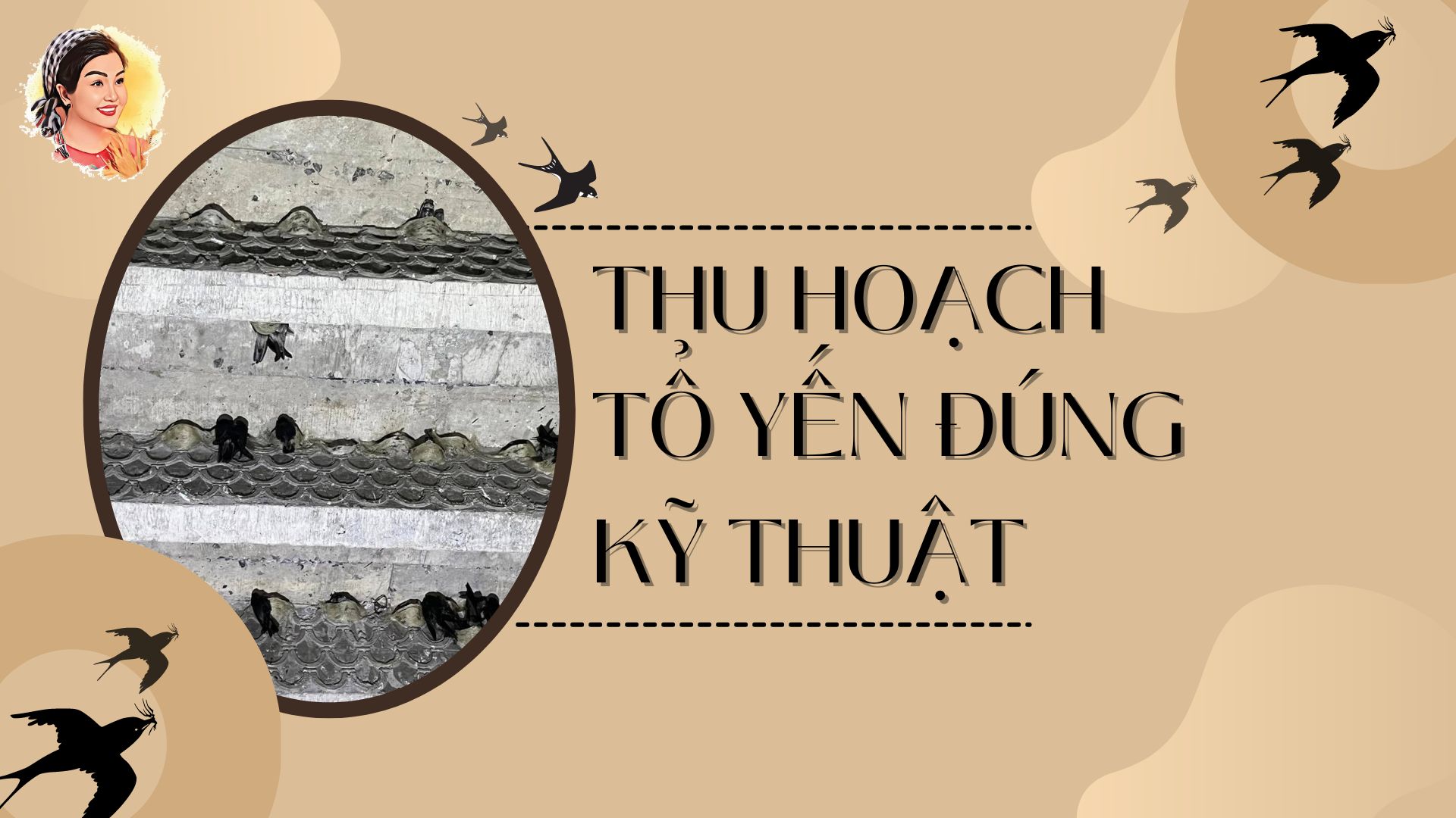 THU HOẠCH TỔ YẾN ĐÚNG KỸ THUẬT