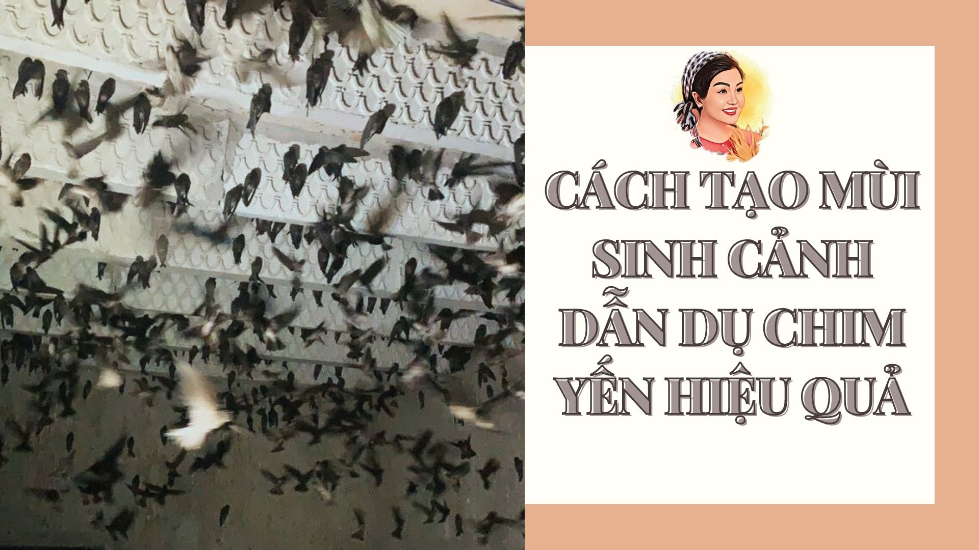 CÁCH TẠO MÙI SINH CẢNH DẪN DỤ CHIM YẾN HIỆU QUẢ