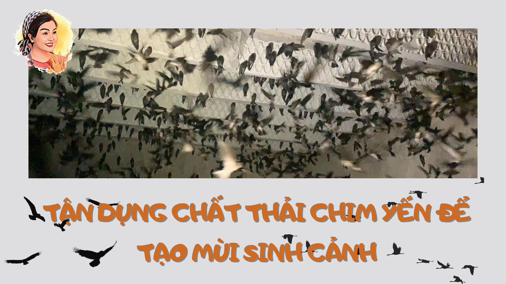 TẬN DỤNG CHẤT THẢI CHIM YẾN ĐỂ TẠO MÙI SINH CẢNH