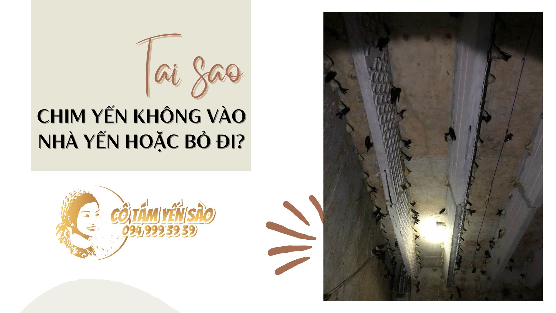 TẠI SAO CHIM YẾN KHÔNG VÀO NHÀ YẾN HOẶC BỎ ĐI?