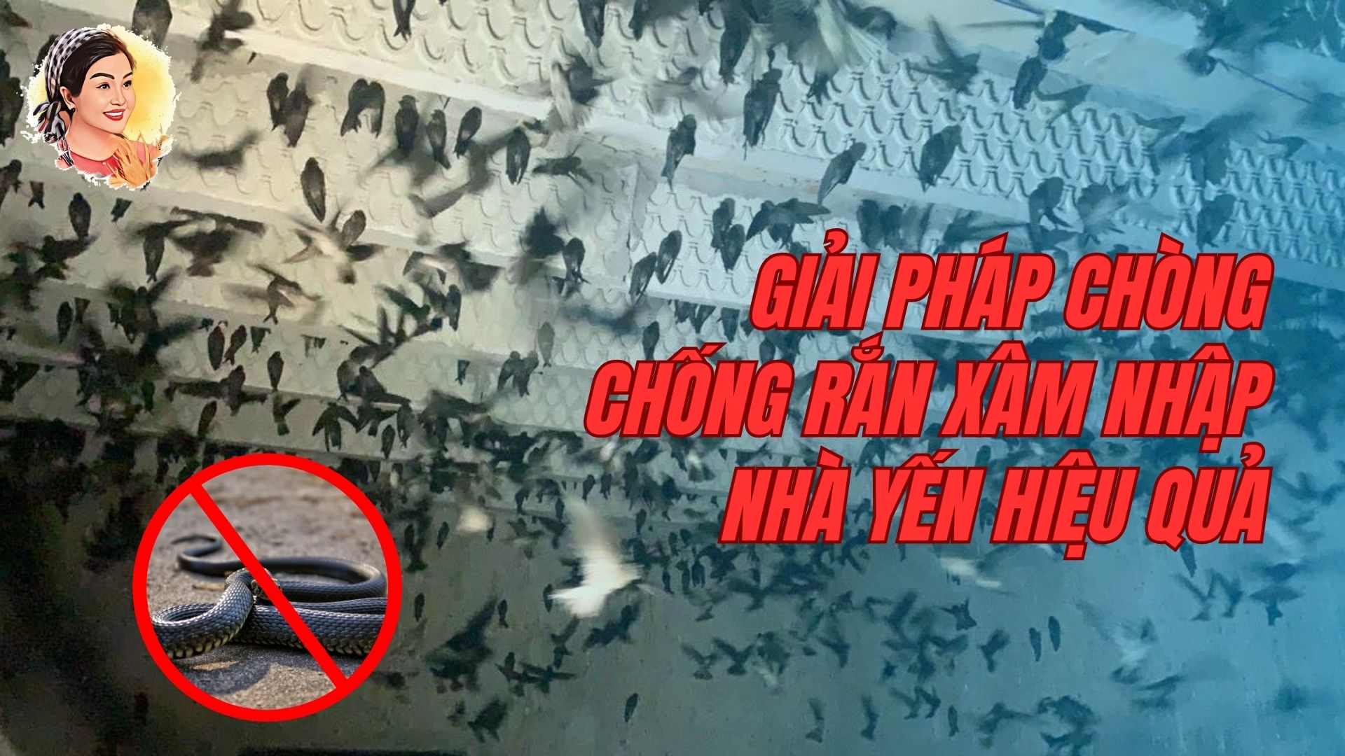 GIẢI PHÁP CHÒNG CHỐNG RẮN XÂM NHẬP NHÀ YẾN HIỆU QUẢ