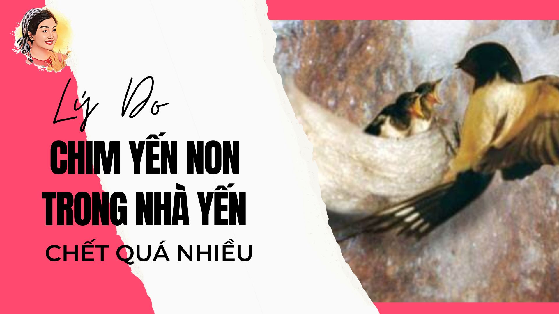 LÝ DO CHIM YẾN NON TRONG NHÀ YẾN CHẾT QUÁ NHIỀU