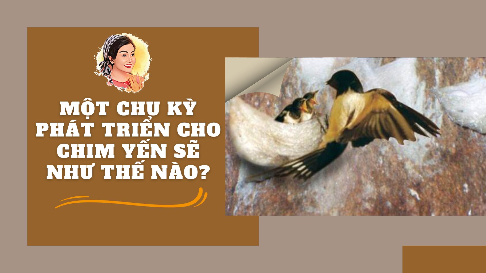 MỘT CHU KỲ PHÁT TRIỂN CHO CHIM YẾN SẼ NHƯ THẾ NÀO?