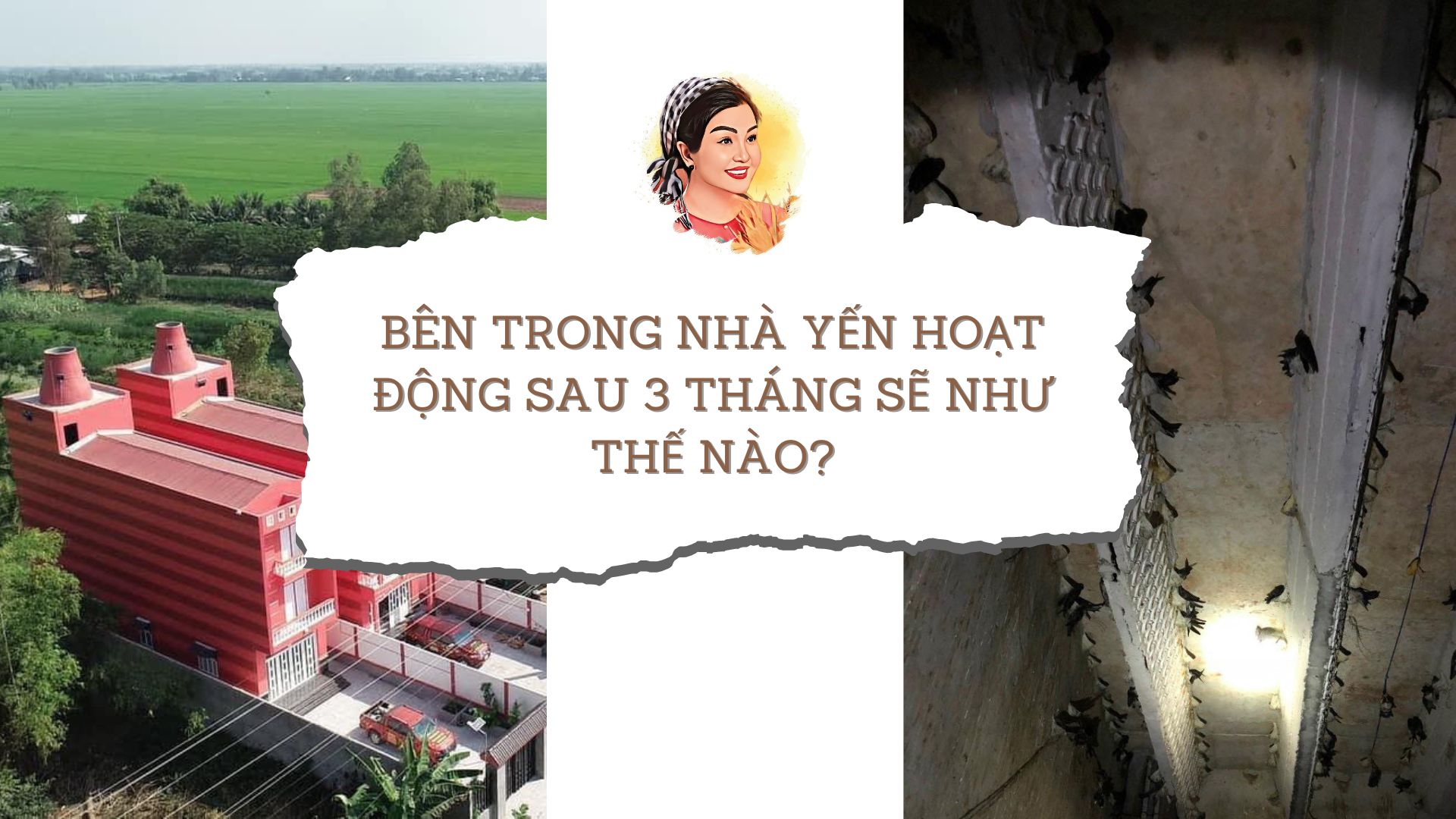 BÊN TRONG NHÀ YẾN HOẠT ĐỘNG SAU 3 THÁNG SẼ NHƯ THẾ NÀO?