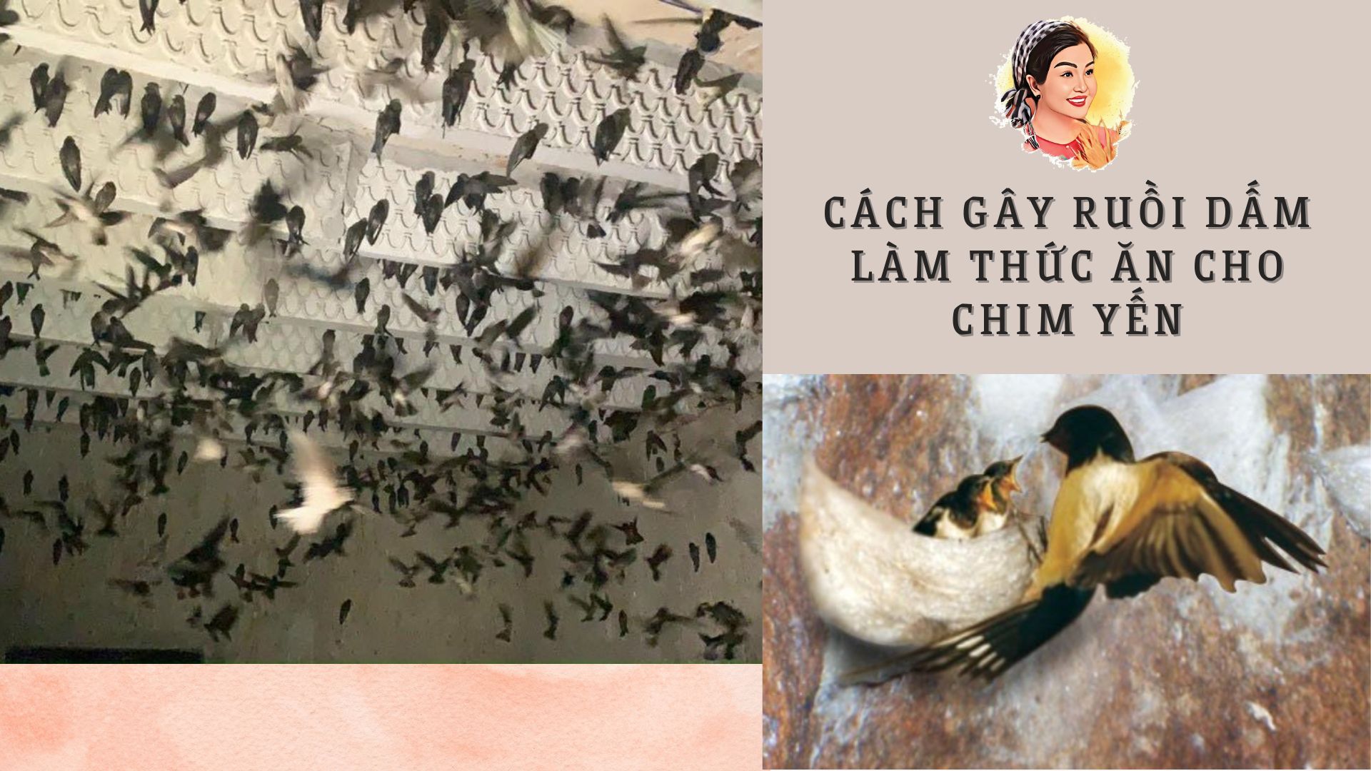 CÁCH GÂY RUỒI DẤM LÀM THỨC ĂN CHO CHIM YẾN