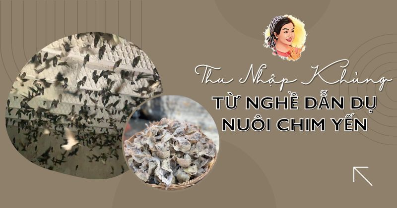 THU NHẬP KHỦNG TỪ NGHỀ DẪN DỤ NUÔI CHIM YẾN