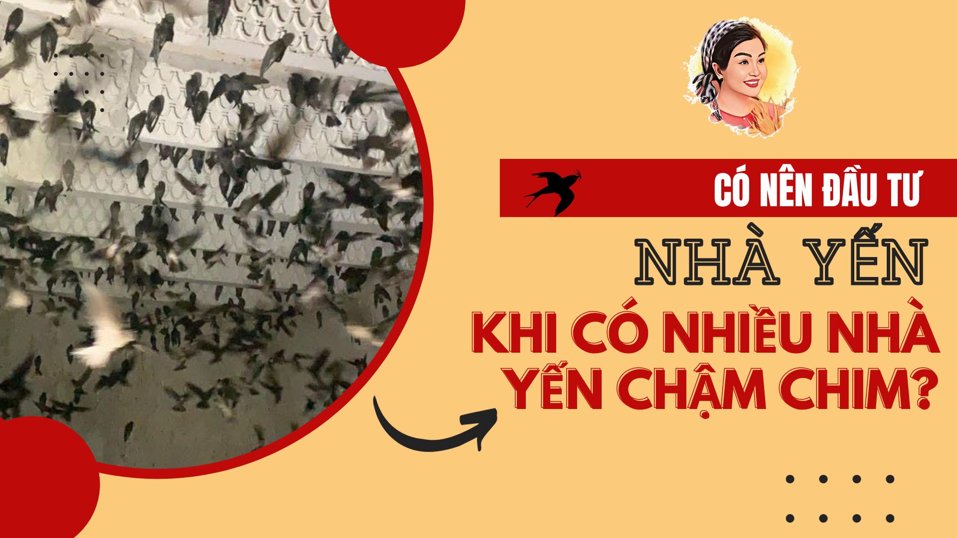 CÓ NÊN ĐẦU TƯ NHÀ YẾN KHI CÓ NHIỀU NHÀ YẾN CHẬM CHIM?