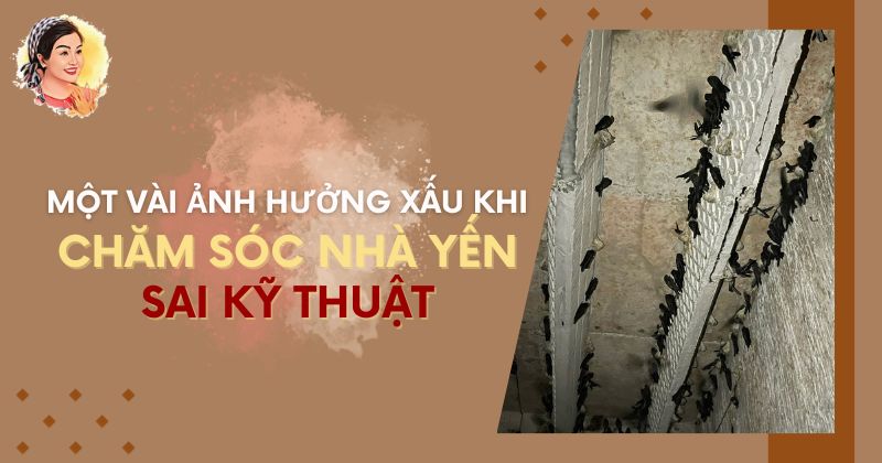 MỘT VÀI ẢNH HƯỞNG XẤU KHI CHĂM SÓC NHÀ YẾN SAI KỸ THUẬT