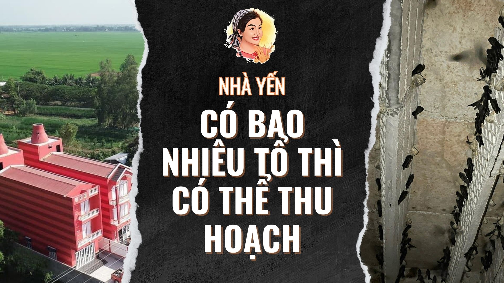 NHÀ YẾN CÓ BAO NHIÊU TỔ THÌ CÓ THỂ THU HOẠCH