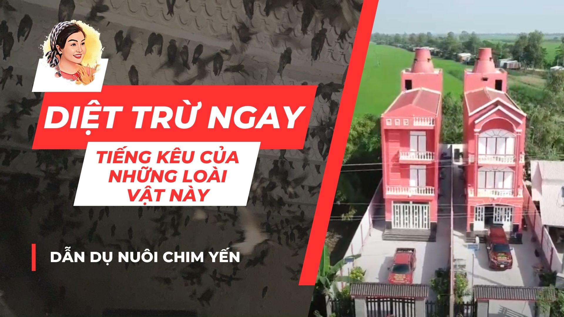 NUÔI CHIM YẾN: DIỆT TRỪ NGAY TIẾNG KÊU CỦA NHỮNG LOÀI VẬT NÀY?