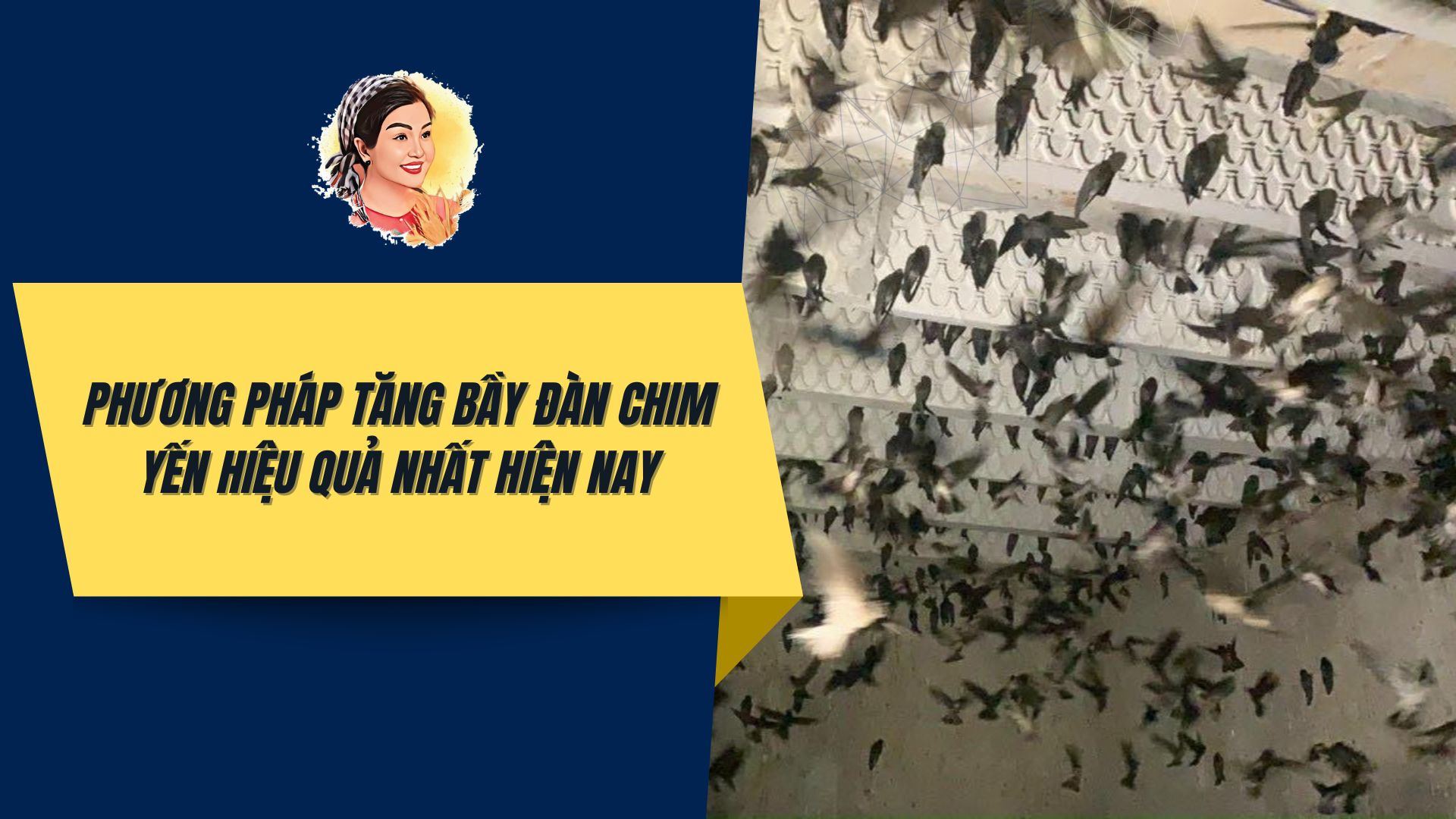 PHƯƠNG PHÁP TĂNG BẦY ĐÀN CHIM YẾN HIỆU QUẢ NHẤT HIỆN NAY