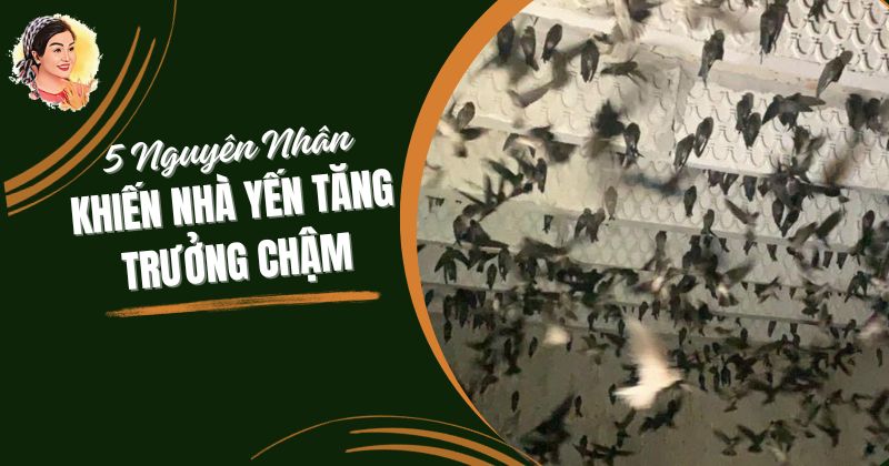 5 NGUYÊN NHÂN KHIẾN NHÀ YẾN TĂNG TRƯỞNG CHẬM