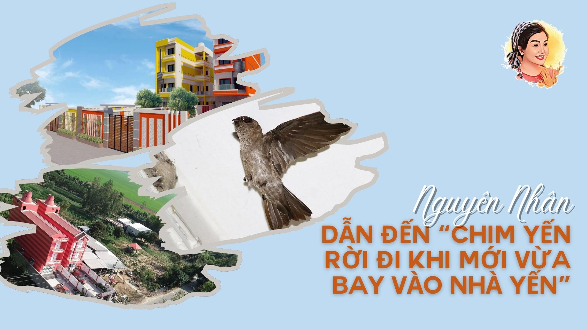 NGUYÊN NHÂN DẪN ĐẾN CHIM YẾN RỜI ĐI KHI MỚI VỪA BAY VÀO NHÀ YẾN