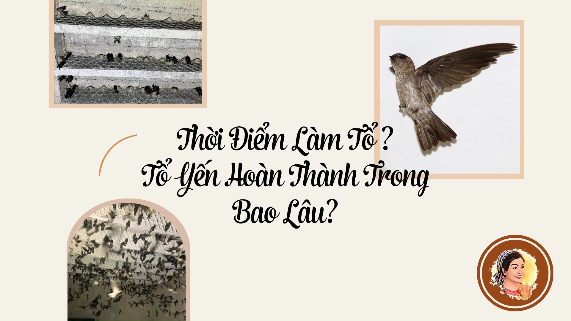 THỜI ĐIỂM LÀM TỔ VÀ TỔ YẾN HOÀN THÀNH TRONG BAO LÂU?