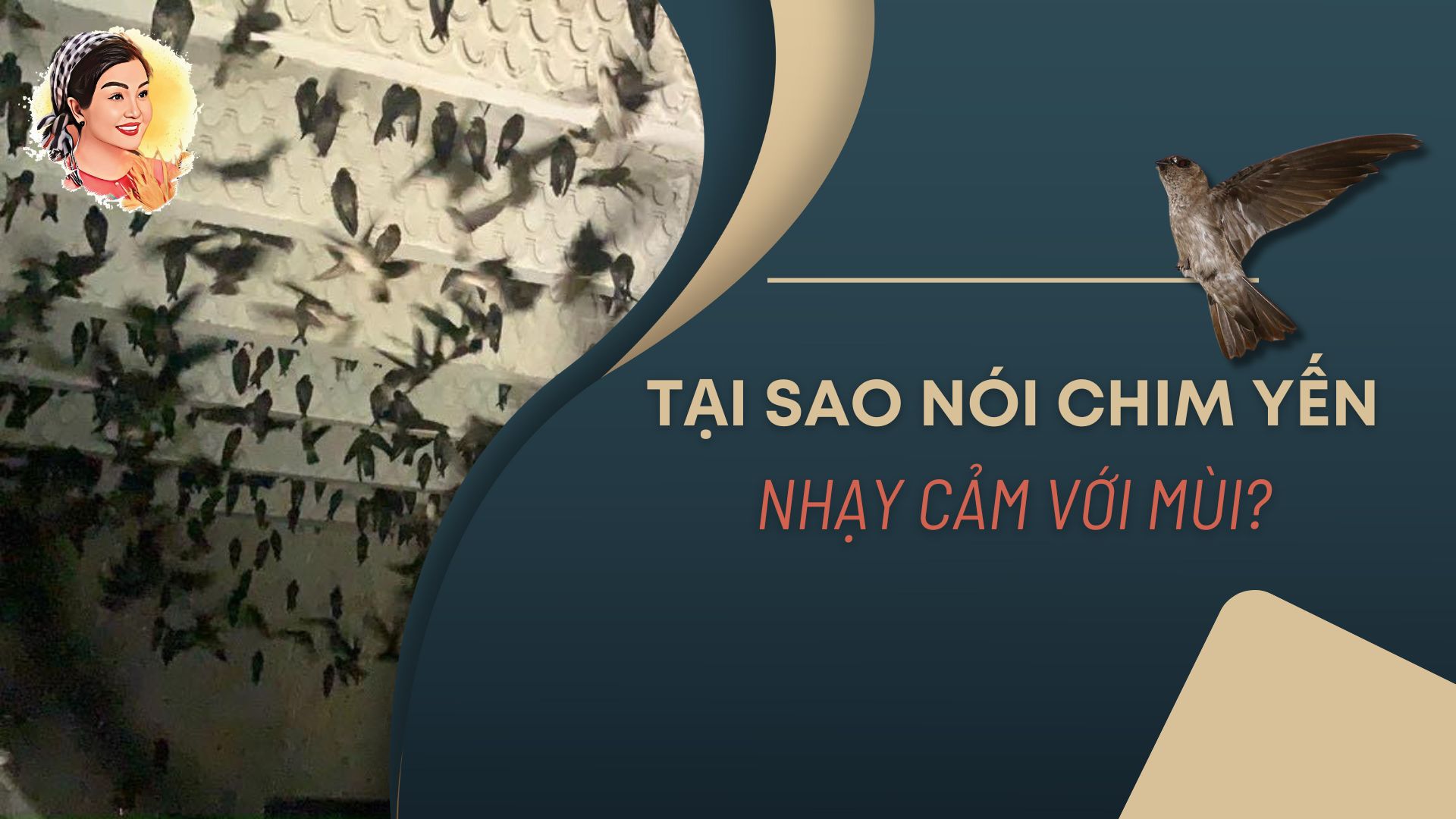 TẠI SAO NÓI CHIM YẾN NHẠY CẢM VỚI MÙI?