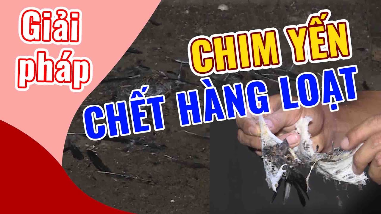 THIÊN ĐỊCH: NGUYÊN NHÂN GÂY RA CÁI CHẾT CHO CHIM YẾN