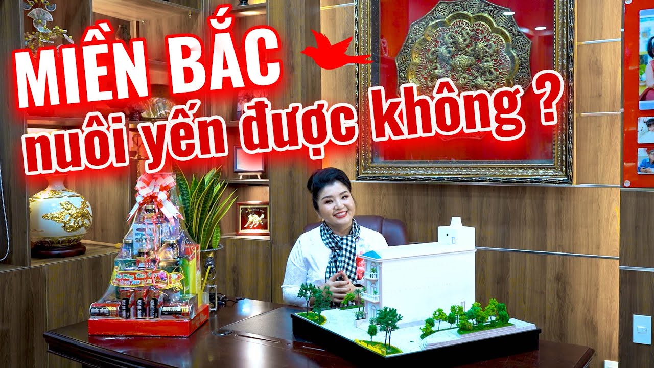 Miền Bắc nuôi yến được hay không?