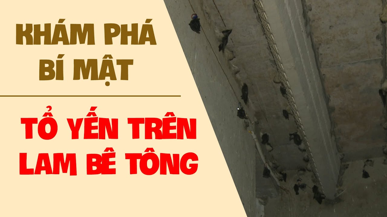 Khám phá sự thật về thanh lam bê tông và chất lượng tổ yến thế nào?