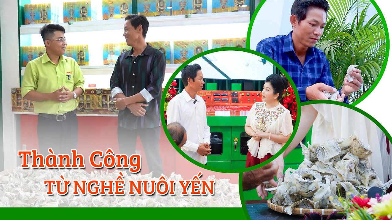 Sau 3 năm, mỗi tháng đều có thu hoạch đều đặn - Vị gia chủ này đã chăm sóc nhà yến như thế nào?