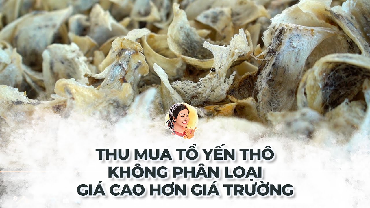 THU MUA TỔ YẾN THÔ - KHÔNG PHÂN LOẠI - GIÁ CAO HƠN GIÁ THỊ TRƯỜNG.