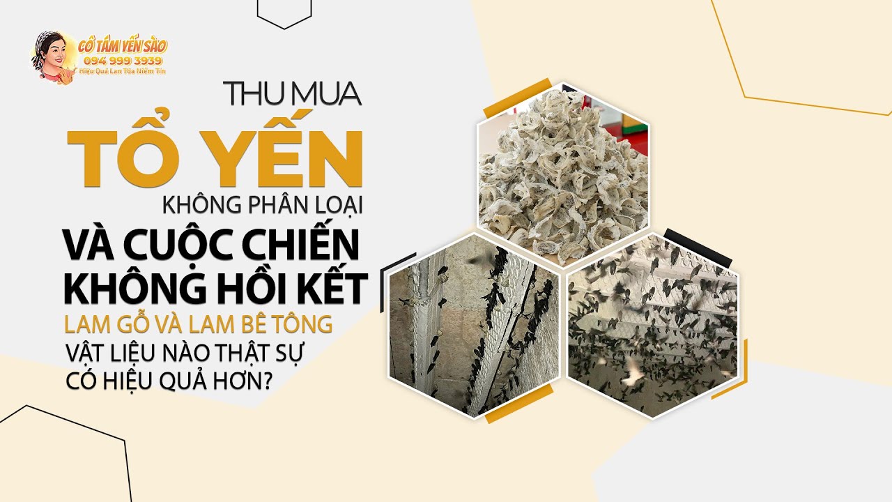 THU MUA TỔ YẾN KHÔNG PHÂN LOẠI - CUỘC CHIẾN KHÔNG HỒI KẾT GIỮA LAM GỖ VÀ LAM BÊ TÔNG