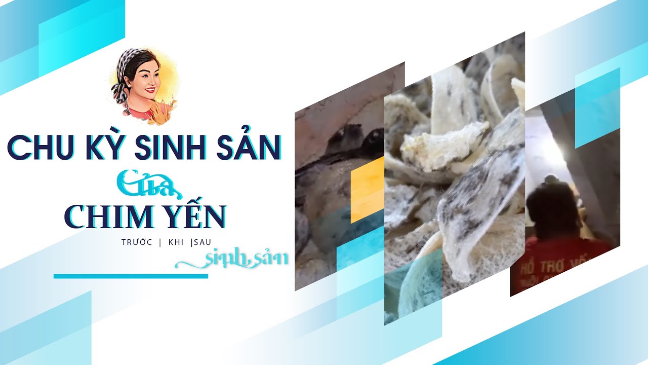 CHU KỲ SINH SẢN CỦA CHIM YẾN