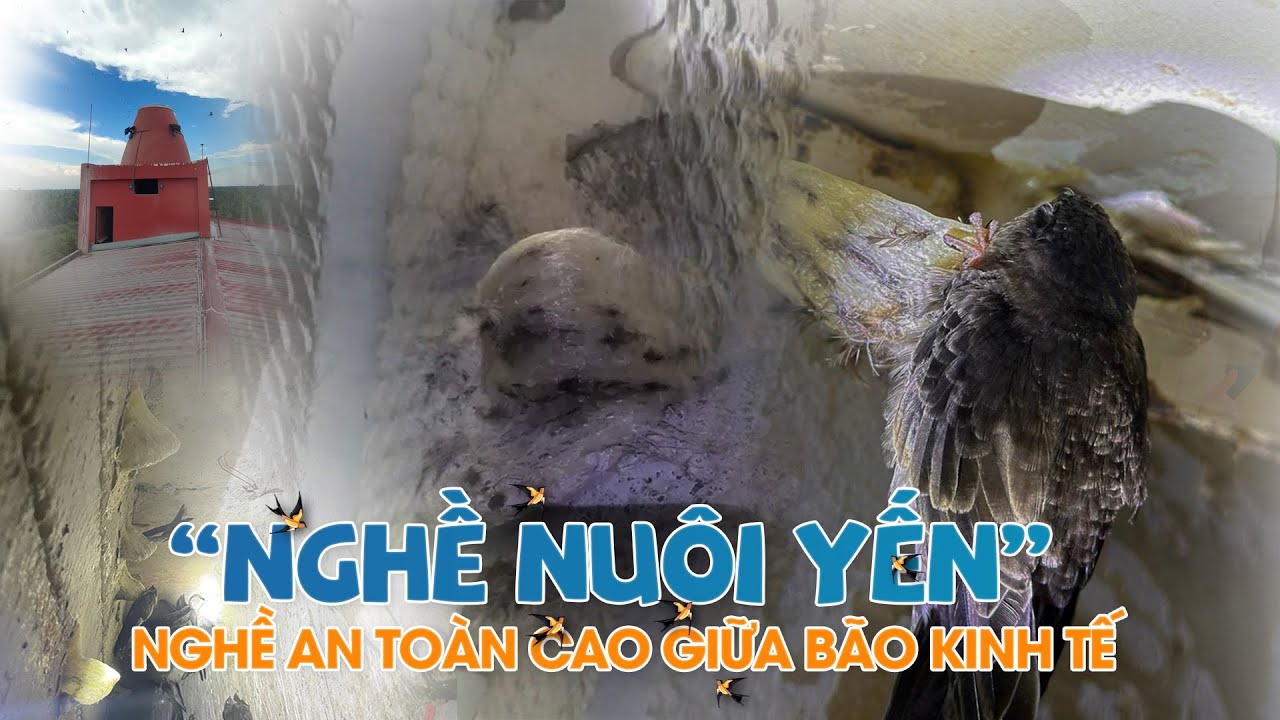 "NGHỀ NUÔI YẾN" - NGHỀ AN TOÀN CAO GIỮA BÃO KINH TẾ